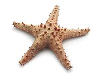 Seestern NATUR SC9791 ca.20cm