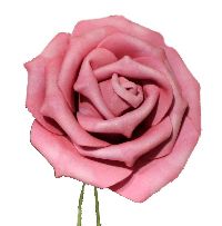 Rose Foam  Schaumrose Foamrose rosa  110185-20 Ø5cm