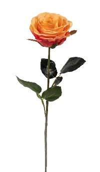 Rose Madame ORANGE 18 Länge:37cm 1333