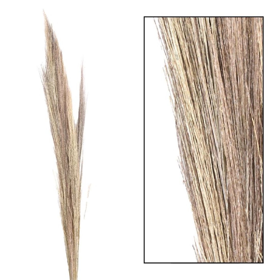 Besengras / Broom Gras white wash 35438 Thysanolaena 90-100cm Tiger Gras