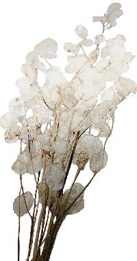 Lunaria Silberblatt natur geschält 70-80cm 2231
